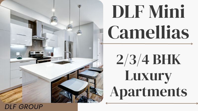 DLF Mini Camellias